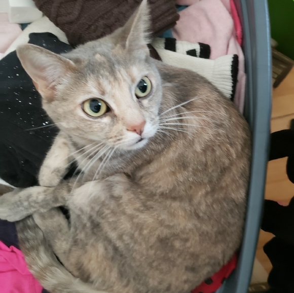 Meet your Posher, Holly - Picture 2 of 2